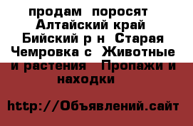 продам  поросят - Алтайский край, Бийский р-н, Старая Чемровка с. Животные и растения » Пропажи и находки   